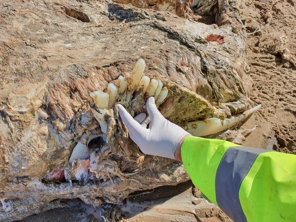 Part of the shark’s pectoral fin. Picture: Marine Environmental Monitoring