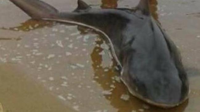 Two Sydney fishermen caught a shark in Georges River.