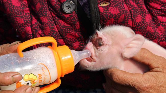 Its owner feeds the mutant piglet from a baby’s bottle. Picture: Australscope