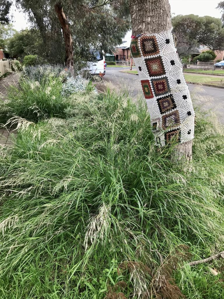 Using native grasses under the existing street Eucalypts has softened this streetscape and created a lovely naturalistic verge. The grasses move beautifully in the wind and you could be forgiven for thinking you are out in the country. This one is towards the end of Thomas St, St Morris heading towards 7th Ave. Verges Alive. Picture: Jill Woodlands