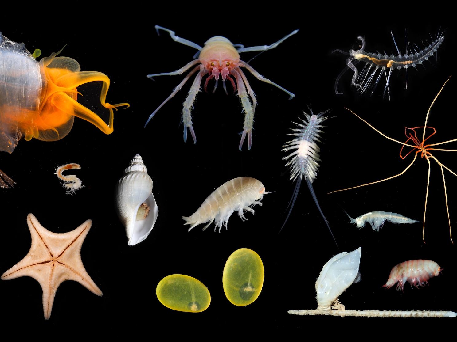 Schmidt Ocean Institute explores vast undersea world off WA coast | The ...