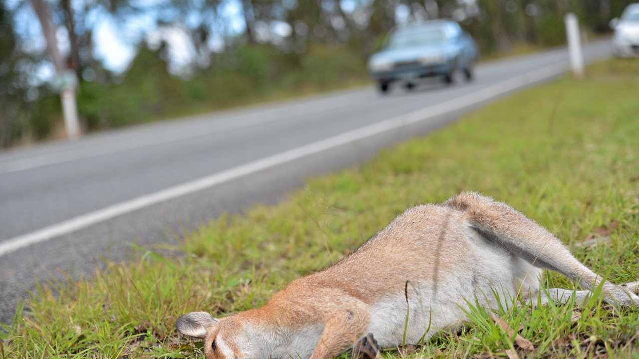 Hungry, randy and disoriented: animals become road kill | The Courier Mail