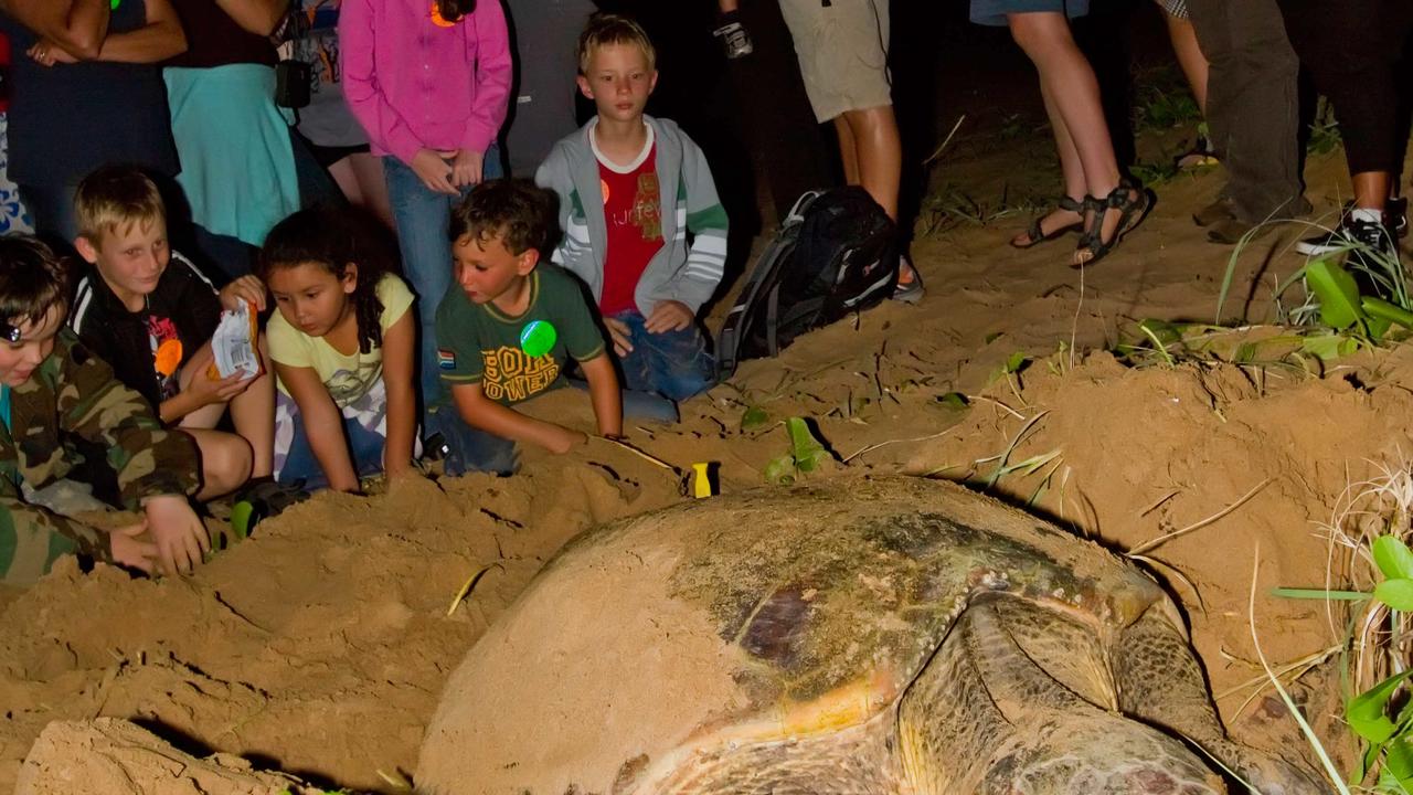 Young visitors marvel at a loggerhead turtle laying her eggs at Mon Repos during the turtle nesting season. Picture: Queensland Parks and Wildlife.