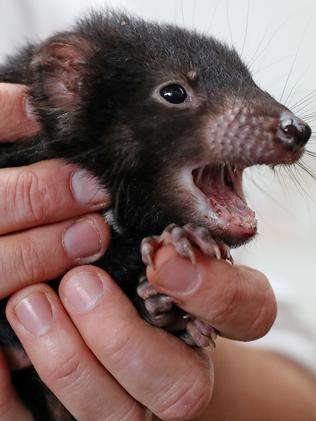 Monarto Zoo’s Tasmanian devil joeys get their first health check up ...