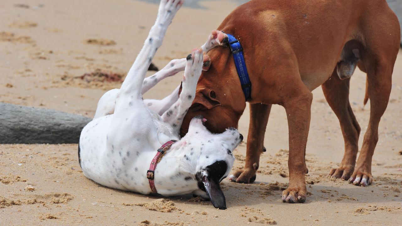 Dogs at play at Pt Cartwright beach in better times before the council introduced restrictions and bans.