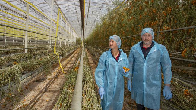 Perfection Fresh’s Annette Pulbrook and Mathew Fergusson inside a greenhouse with tomato plants that are being destroyed at the end of November. Picture: Brett Hartwig