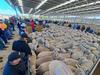 Lamb prices set to surge amid winter supply squeeze