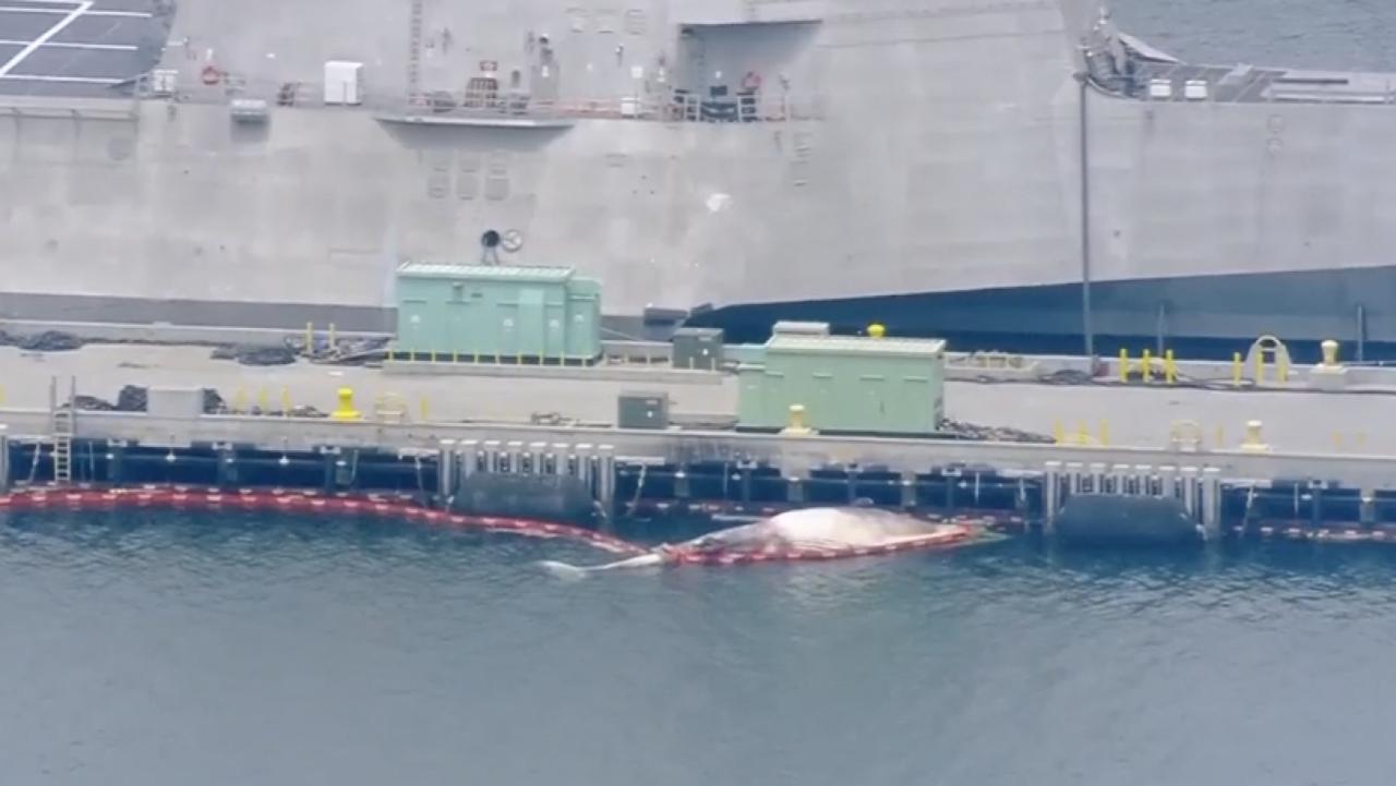 The whale carcass dislodged from underneath HMAS Sydney. Picture: Supplied ABC San Diego