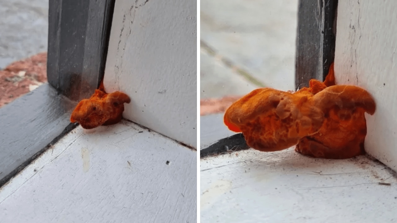 The unusual orange growth stunned the Australian woman. Source: Yahoo Australia