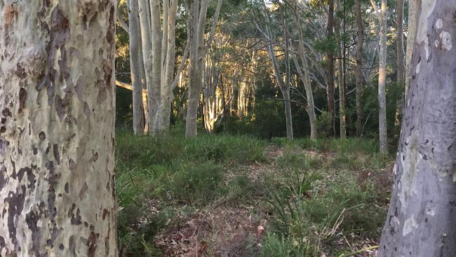 Spotted gum forest near Dalmeny.