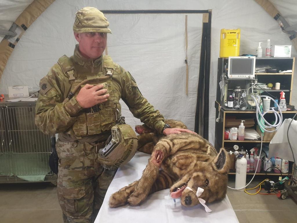 2GHB RSM Neil Atkins looks over the simdog named Georgie at the field hospital set up at Shoalwater Bay for Exercise Talisman Sabre. Picture: Jodie Munro O’Brien