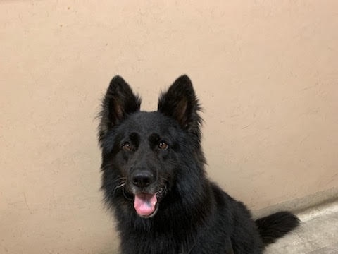 German shepherd Rocky helps catch Essendon criminals