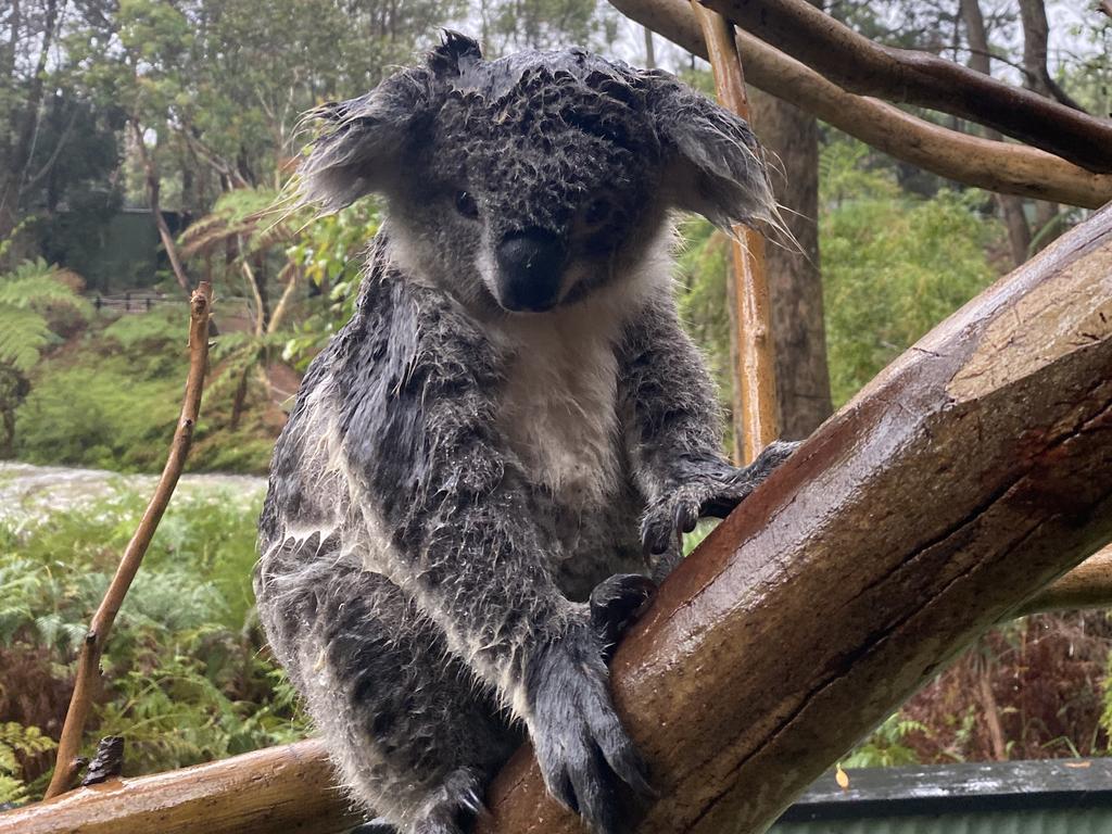 The koalas had to be moved to a dryer enclosure as rain bucketed down. 