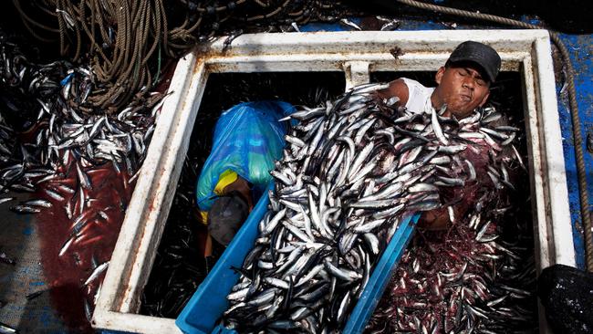 Peru is considering cancelling the upcoming anchovy season. It supplies 20 per cent of the world’s fishmeal.