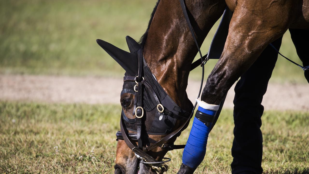 Godolphin Everest runners