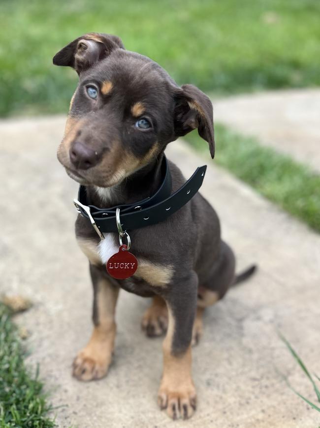 Scott Pape's new puppy, Lucky.