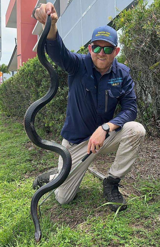 Stuart McKenzie of Sunshine Coast Snake Catchers 24/7 with a red-bellied black snake. Picture: Sunshine Coast Snake Catchers 24/7