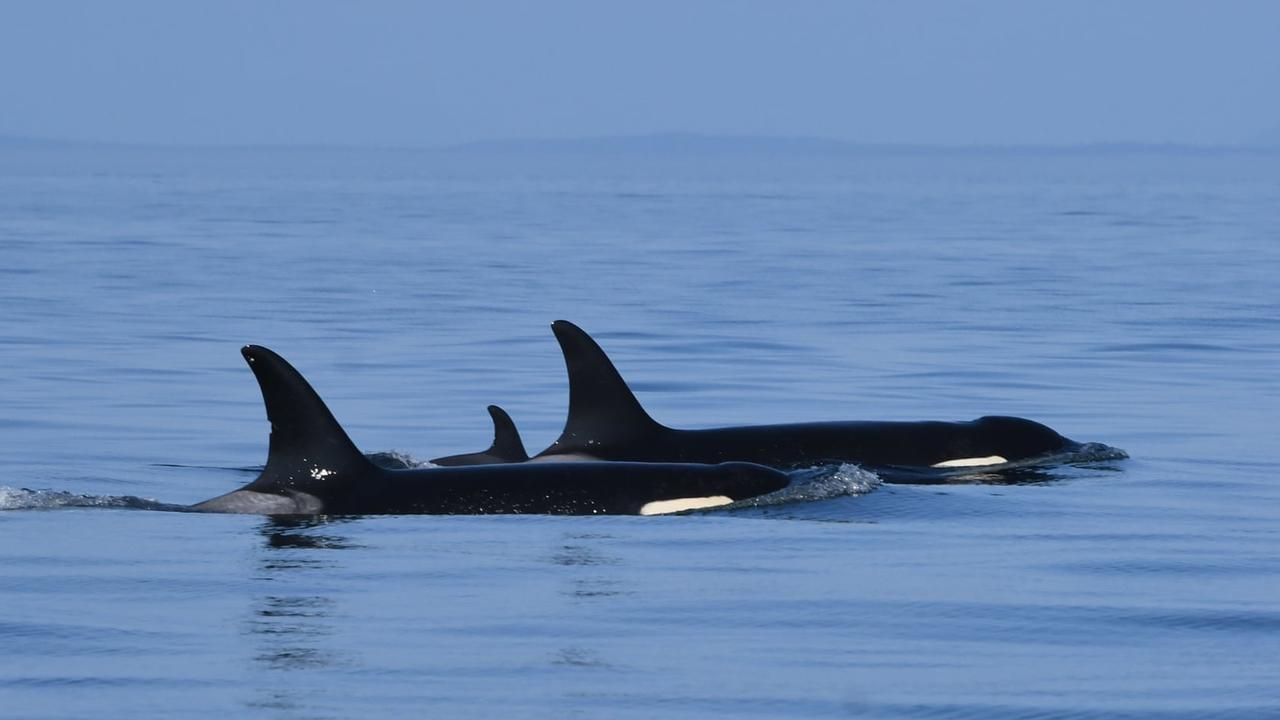 Researchers said the new calf was healthy and ‘precocious’. Picture: Dave Ellifrit/Centre for Whale Research