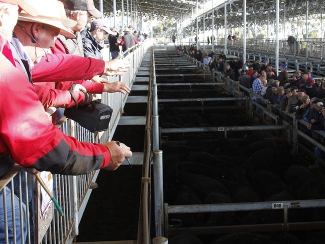 Some of the action from the Mortlake store cattle sale last week which was judged dearer on recent sales.