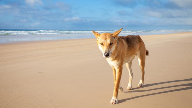 A dingo walking along 75 mile beach on Fraser Island.