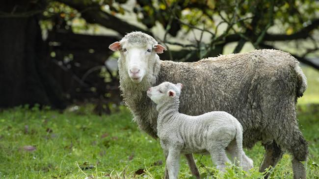 Polwarth sheep. Picture: Zoe Phillips