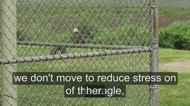 Rehabilitated Bald Eagle Released Into Pennsylvania State Park