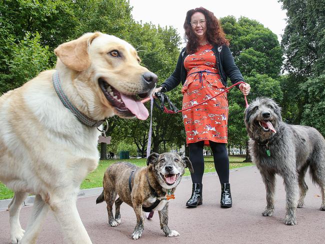 Comedian Mel Buttle walks Buddy, Charlie and Cliff in Queen Victoria Gardens. Picture: Ian Currie.