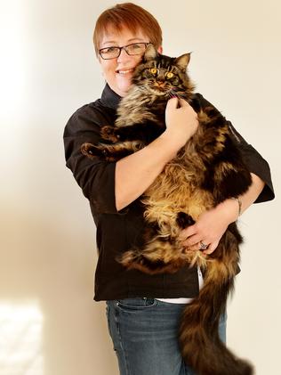 Sydney’s biggest cat: This maine coon weighs 8kg and is 165cm long and ...