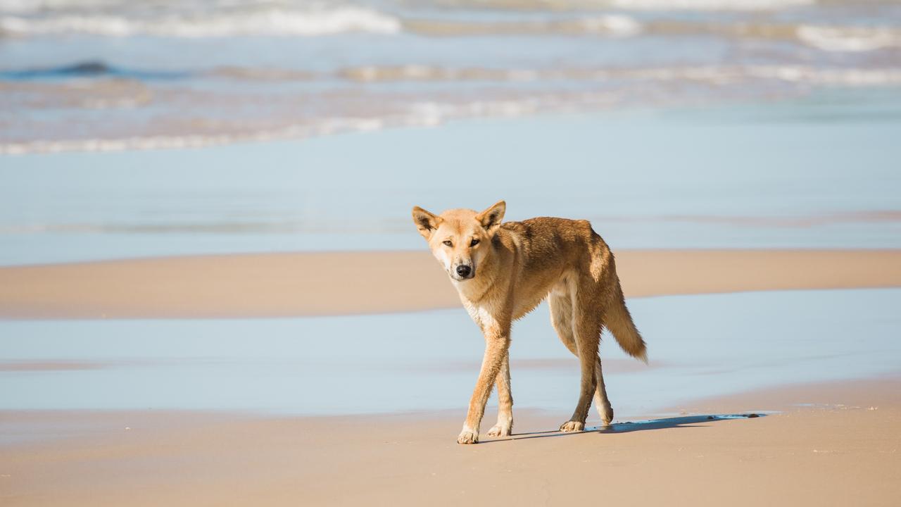 Kingfisher Bay Resort. Photo: Cameron Zegers