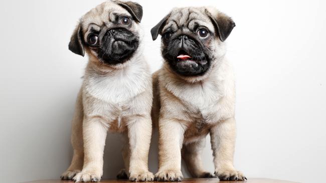 11-week-old Pugs Bentley and Porsche breed by Debbie Cummings who runs a dedicated small kennel in Werombi. She is a Member of Dogs NSW and is committed to their principals in the ethical breeding and education to promote responsible dog ownership. A recent investigation into Gumtree has revealed that over 100 puppy sellers are still Ã¢â¬Ëbreaking the rulesÃ¢â¬â¢ for advertising animals online, in the last month alone. Picture: Jonathan Ng