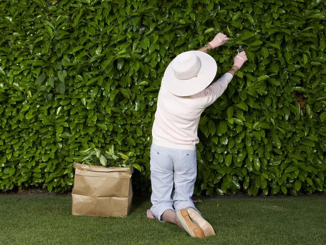 EMBARGO FOR TWAM 19 NOVEMBER 2022. FEE MAY APPLY.  Mature woman trimming hedge. Photo: John Keatley/iStock