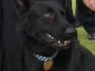 Queensland Police are seeking public assistance to help find Police Dog Bravo, who went missing overnight. Picture: supplied by police