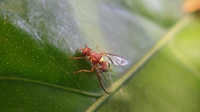 Queensland fruit fly. Picture: Chloe Johnson