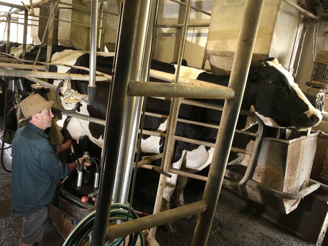 Country Valley Dairy farm owner John Fairley at the afternoon milking of his cows at Picton.