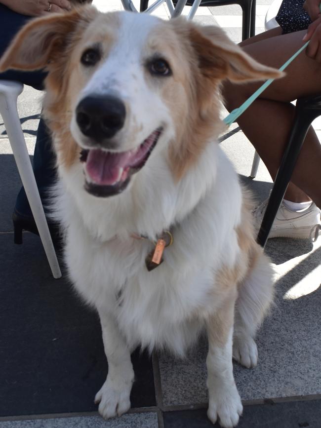 Ipswich 2023 Dog Day at Nicholas Street Precinct pictured is Dog Milo