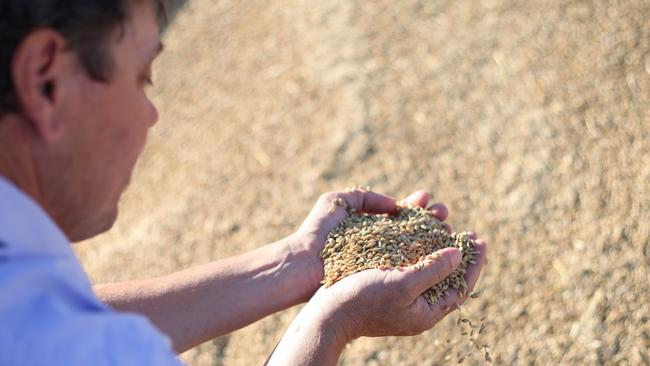 Stuart with harvested grain. Picture: Georgie Poole