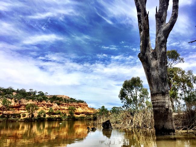 Water intended to safeguard the River Murray — and paid for by taxpayers — is instead being used by water-hungry cotton farms upstream. Picture: Tricia Watkinson.