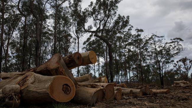 Debris left behind after a logging operation in Shallow Crossing State Forest. Picture: Nathan Schmidt