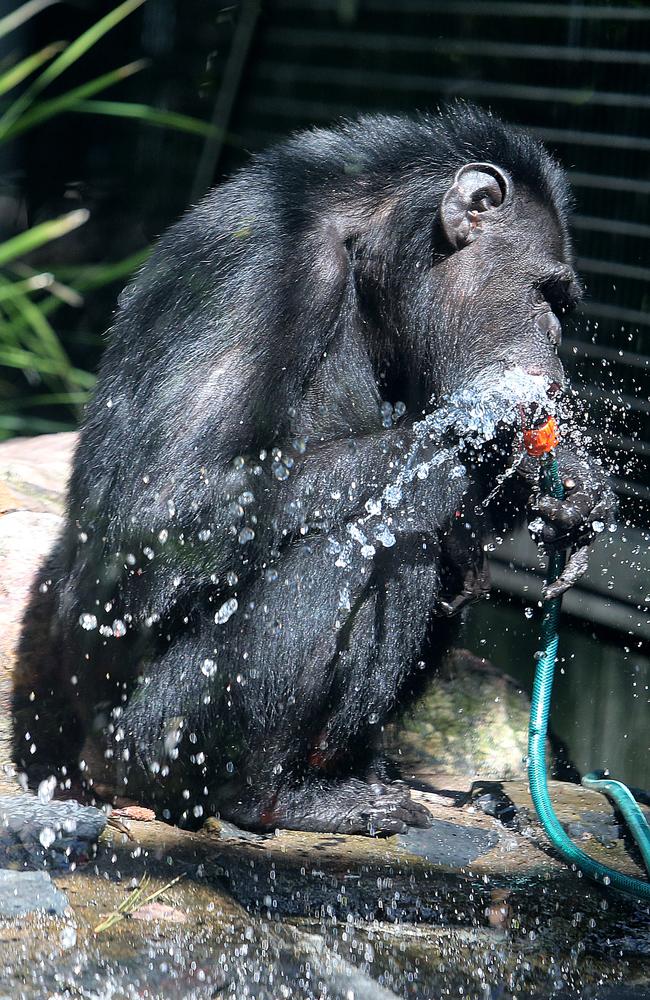 Holly the Chimp at Rockhampton Zoo . Pictures: Jack Tran.