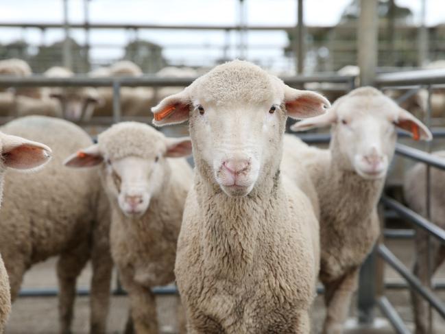 Only two states have implemented nationally agreed to animal welfare standards and guidelines for cattle and sheep.