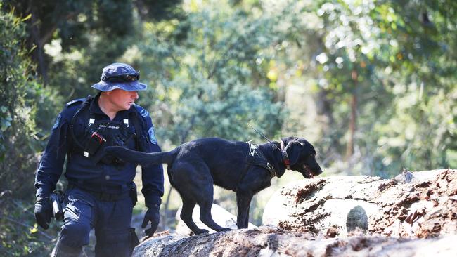 A police officer with a dog investigates a sawmill on Herons Creek Road during the search for William Tyrrell. Picture: Peter Lorimer