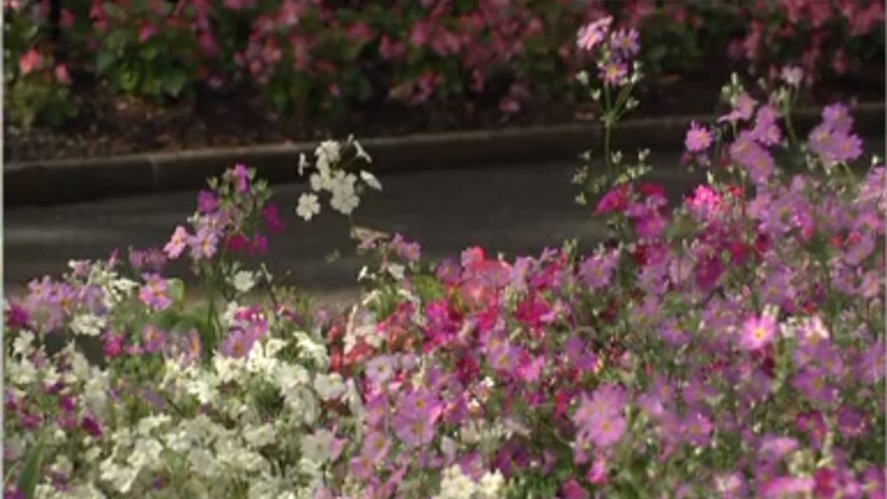 First day of Spring sees ‘pops of colour’ at Sydney’s Botanic Gardens