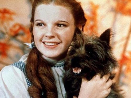 (Nov 11): The Wizard of Oz: starring Judy Garland as Dorothy, with her dog Toto