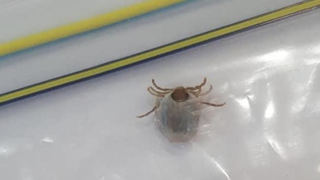 The paralysis tick that killed Molly