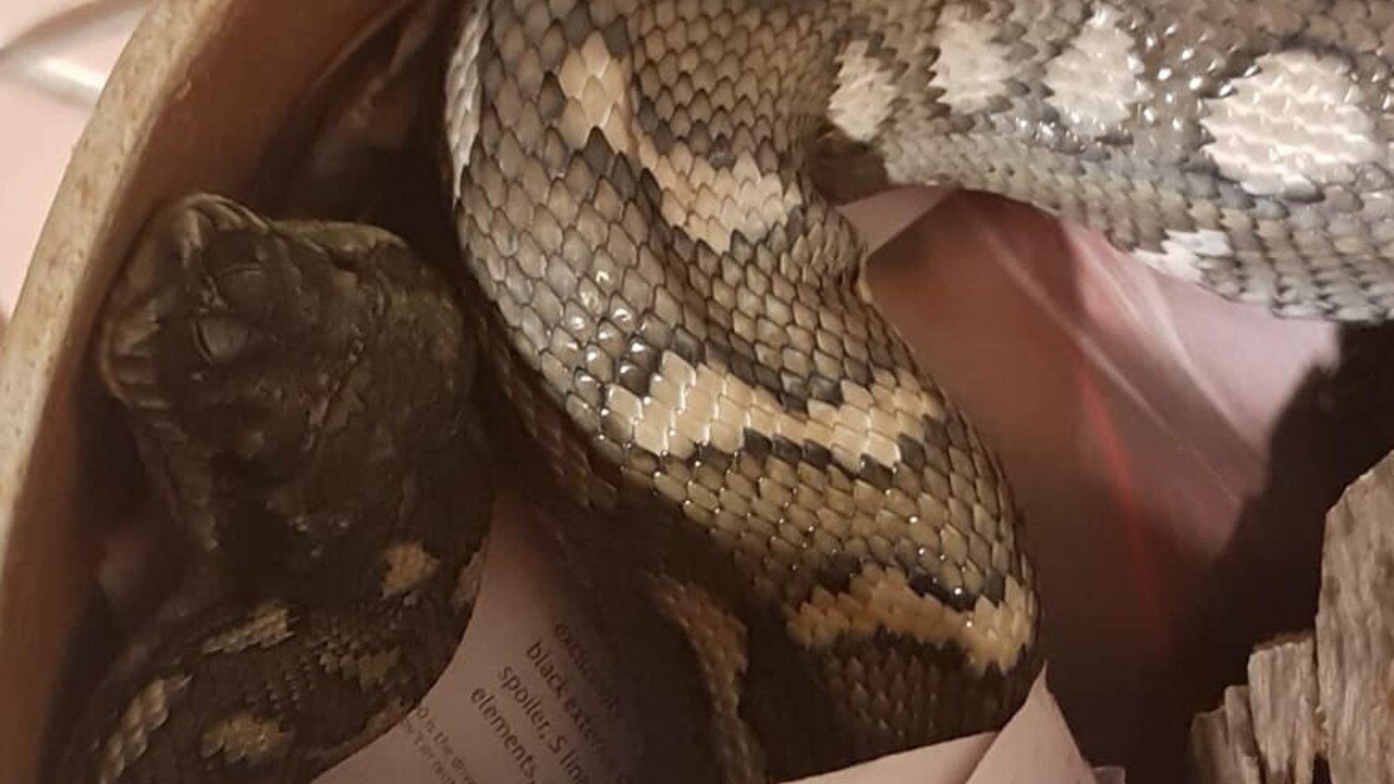 Brisbane snakes: 6ft snake found curled up in family’s loungeroom | The ...