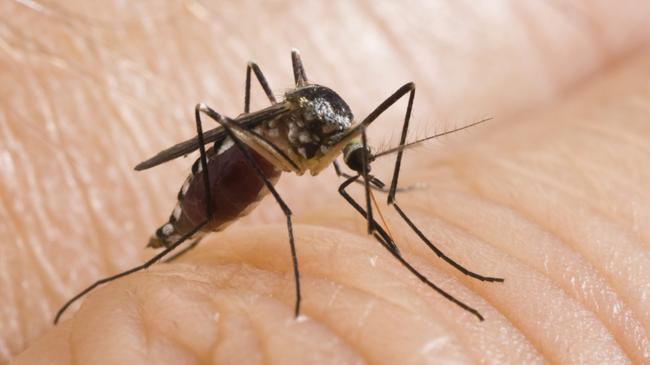 Island is aiming to slap down mosquito-borne dengue fever. Pic via Getty Images.