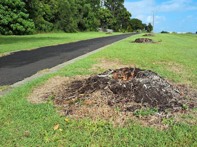 The trees were snapped off at their bases, with the tops left lying on the ground.