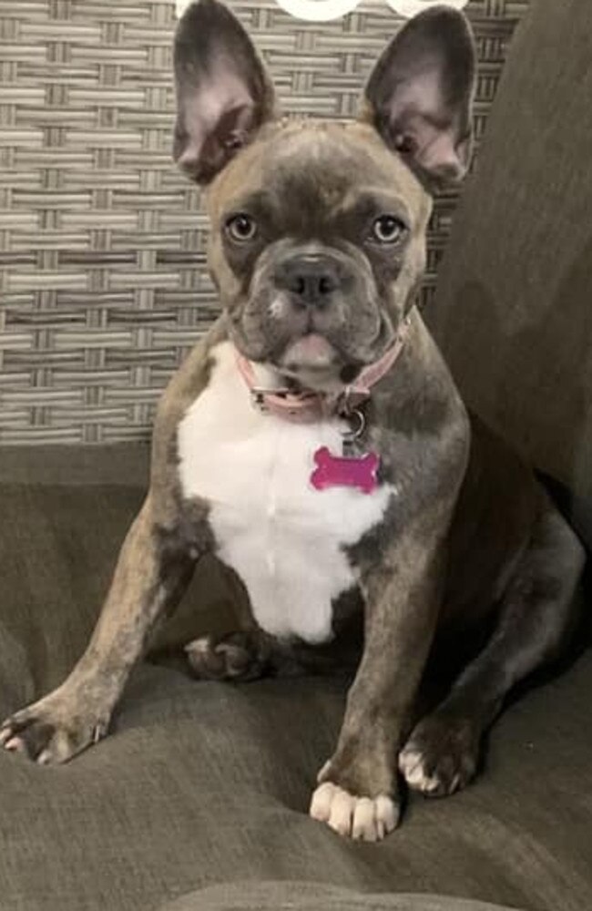 Phoebe: Paula Edwards' 1 year old French Bulldog