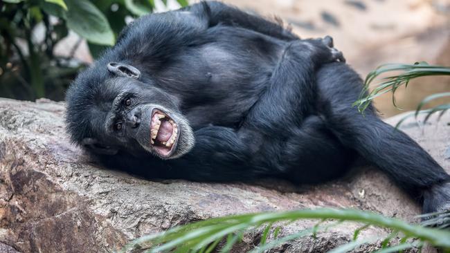 Chimpanzee Holly playing around.