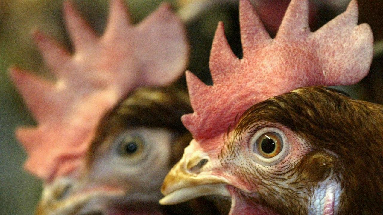 Free range bird flu surge